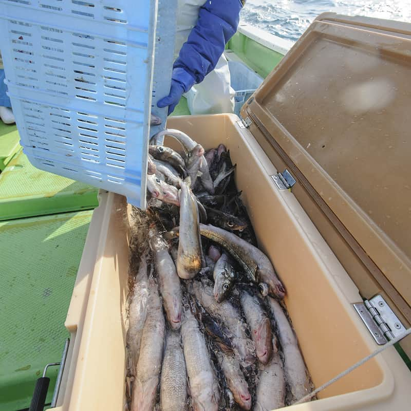 小田原沖で漁獲されるオキギス