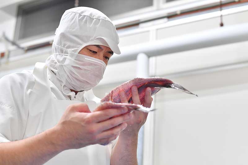 魚の状態を瞬時に見極める 採肉の調整師 鈴廣職人サイト
