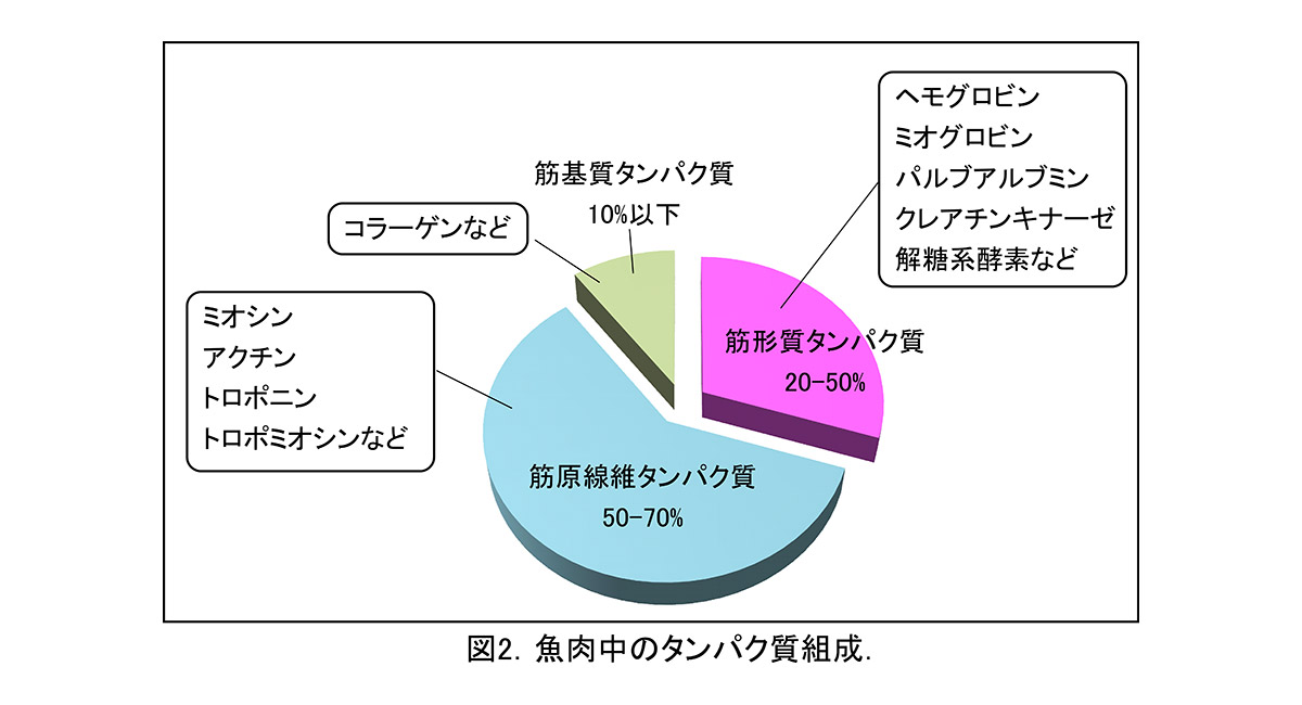 魚肉中のタンパク質組成