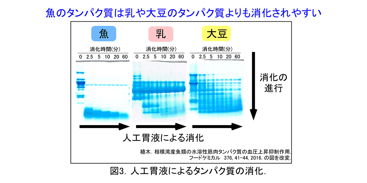 人工胃液によるタンパク質の消化