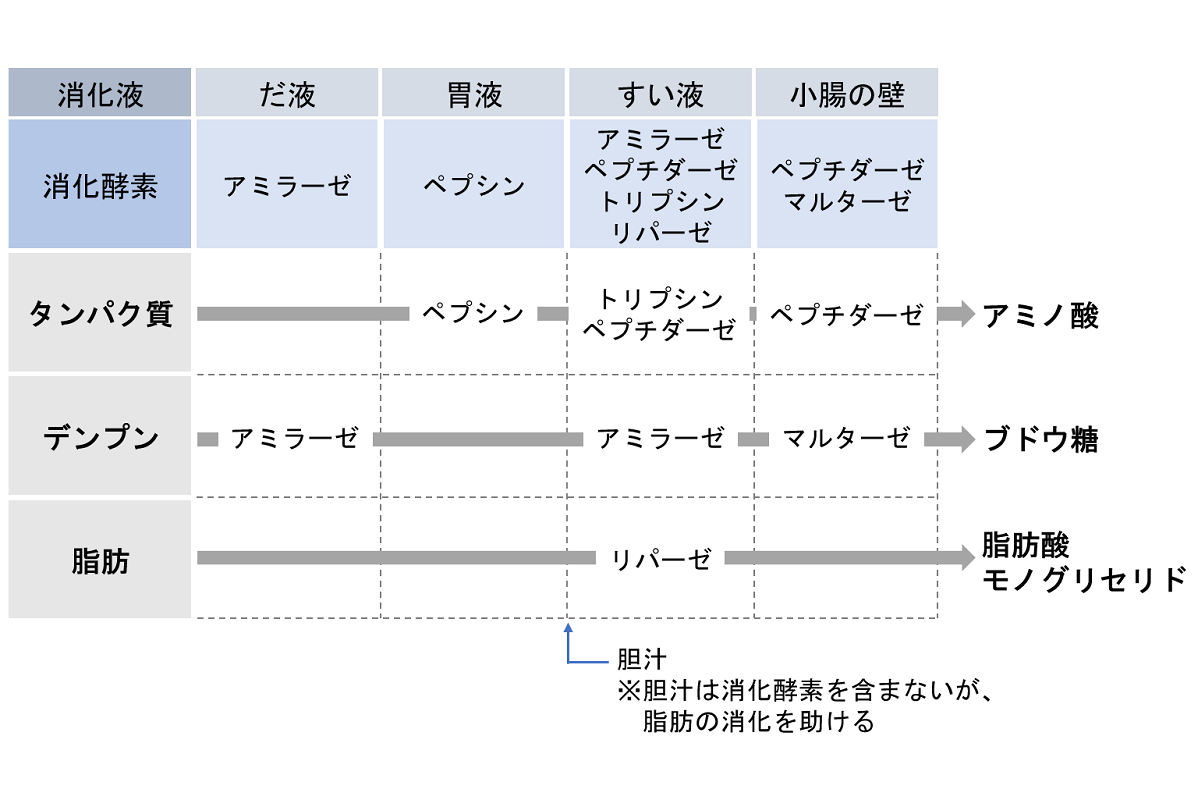 タンパク質を分解する消化酵素を解説 種類や働きを理解して摂取すべき食物を考えよう 鈴廣 魚肉たんぱく研究所 魚肉タンパク質を中心としたタンパク質を知るための情報と研究サイト タンパク質を分解する消化酵素を解説 種類や働きを理解して摂取すべき食物を考えよう 鈴廣 魚肉たんぱく研究所 魚肉タンパク質を中心としたタンパク質を知るための情報と研究サイト