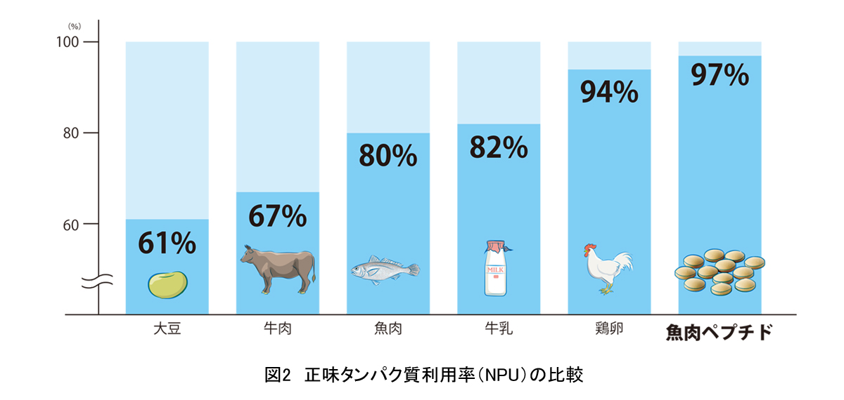 正味タンパク質利用率（NPU）の比較