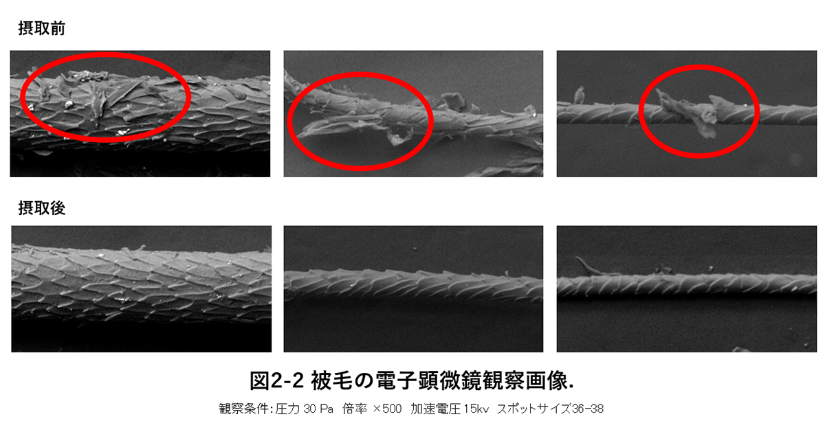 図2-2 被毛の電子顕微鏡観察画像