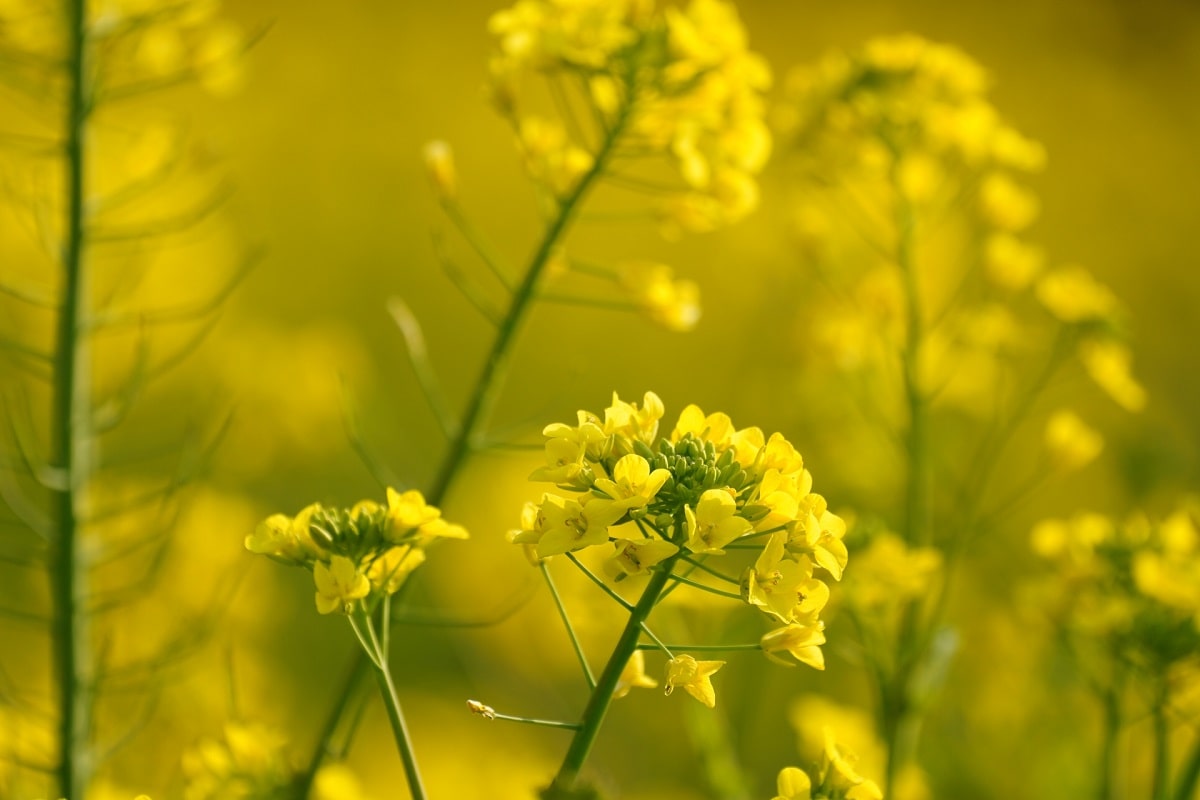 吾妻山　菜の花ウォッチング