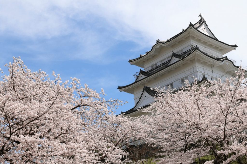 2025年　小田原桜まつり