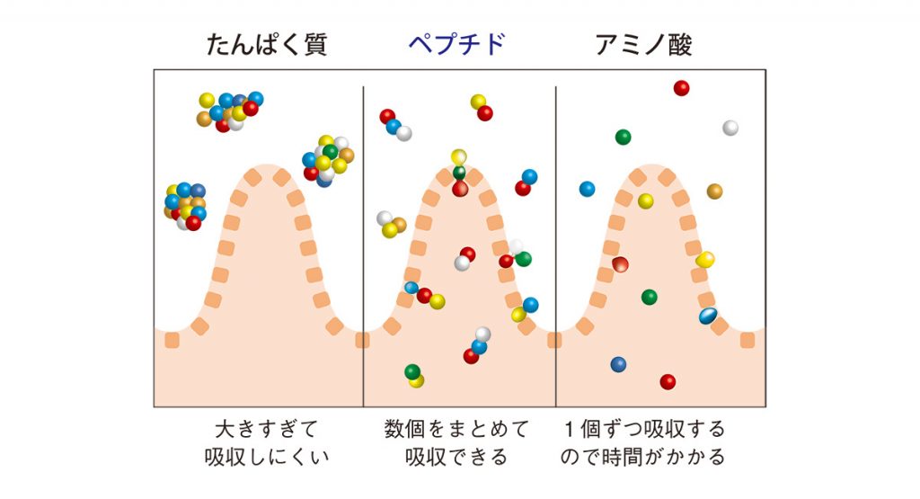 吸収スピード図