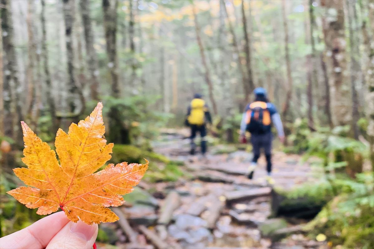 紅葉を楽しむ | 初心者向け登山ハイキングコース紹介 | 魚肉ペプチドLab