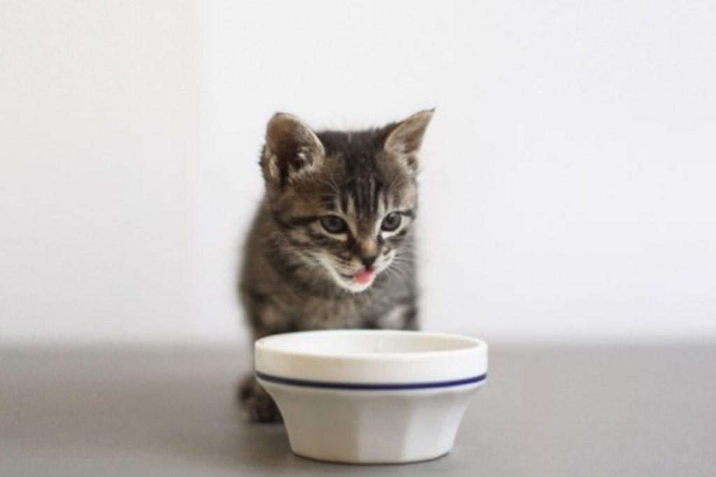 ネコがご飯を食べなくなった原因と対処法