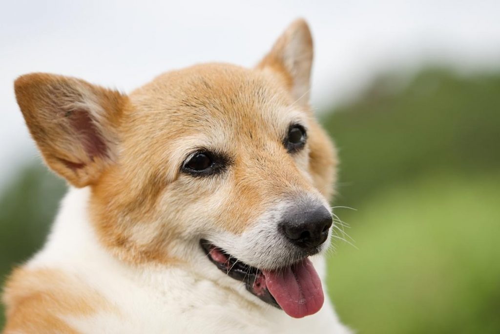 犬の認知症とは？初期症状チェックと家庭でできるケア・食事のポイント