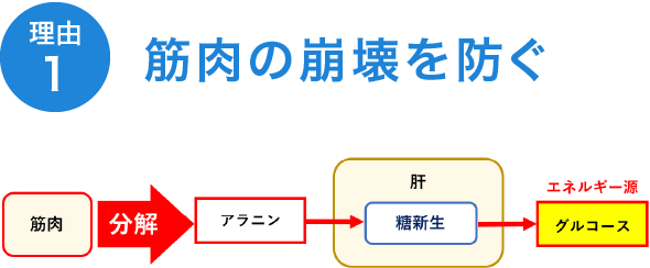 筋肉の崩壊を防ぐ