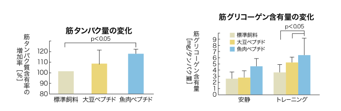 筋たんぱく質の変化/筋グリコーゲン含有量の変化