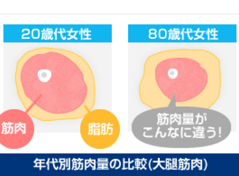 年代別筋肉量の比較（大腿筋肉）